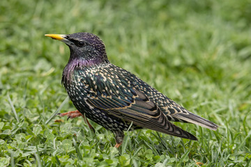 Starling (Sturnus vulgaris) sitting on the grass