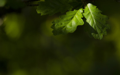 green leaves of tree