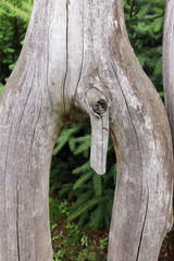 Bizarrely shaped tree branch looking like a phallus