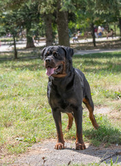 Purebred Rottweiler dog outdoors in the nature on grass meadow on a summer day. Selective focus on dog