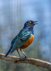 Close up of Superb Starling (Lamprotornis superbus)