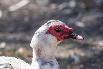 Close up of White Muscovy duck head.Selective focus