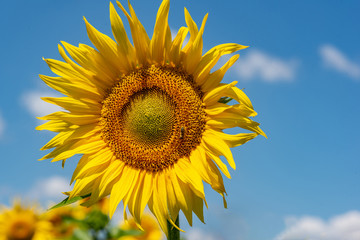 Close-up view of a young sunflowers  over cloudy sky