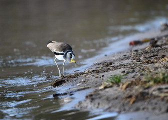 White Crowned Lapwing