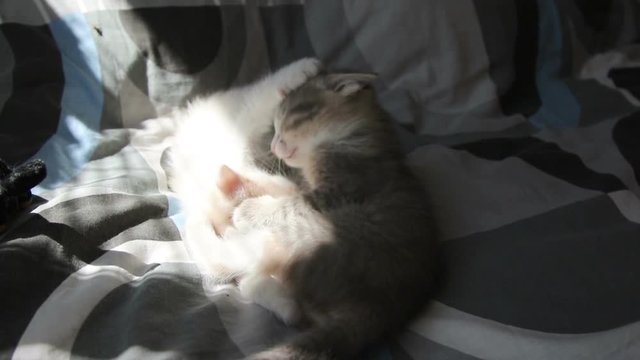 Two little kittens fights on sofa.

