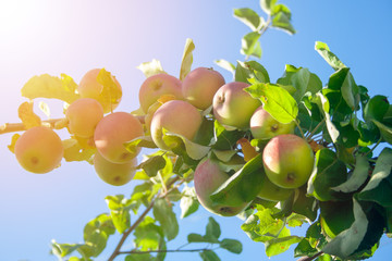 Fresh apples on branch