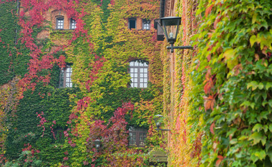 Fototapeta premium Multicolored autumn grapes are woven along the brick wall of the building