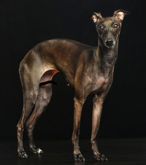 Italian greyhound Dog  Isolated  on Black Background in studio