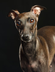 Italian greyhound Dog  Isolated  on Black Background in studio