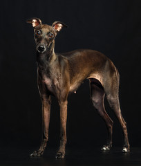 Italian greyhound Dog  Isolated  on Black Background in studio