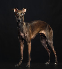 Italian greyhound Dog  Isolated  on Black Background in studio