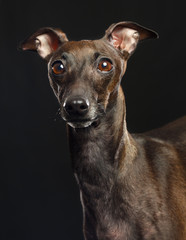 Italian greyhound Dog  Isolated  on Black Background in studio