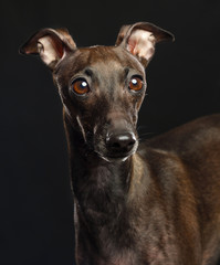 Italian greyhound Dog  Isolated  on Black Background in studio