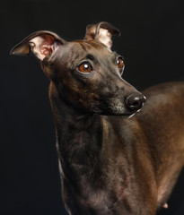 Italian greyhound Dog  Isolated  on Black Background in studio