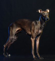 Italian greyhound Dog  Isolated  on Black Background in studio