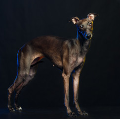 Italian greyhound Dog  Isolated  on Black Background in studio