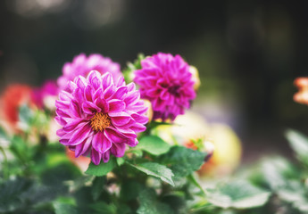 Fototapeta premium Flower Dahlia close-up outdoor with blurred background