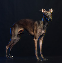 Italian greyhound Dog  Isolated  on Black Background in studio