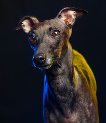 Italian greyhound Dog  Isolated  on Black Background in studio