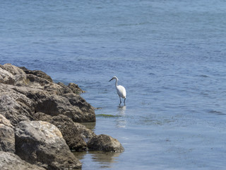 Egretta garzetta. L'aigrette garzette appelée aussi héron blanc.