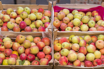 Bunch of red and green apples on boxes in supermarket. Apples in farmer market. Boxes with fresh apples in a grocery store