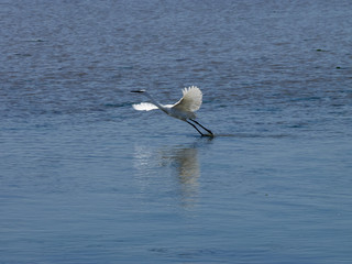 Egretta garzetta. L'aigrette garzette appelée aussi héron blanc.