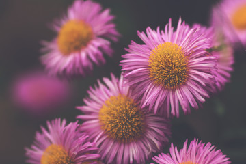 close up of pink aster blossoms in dreamy matte light mood - background blanked out blurry