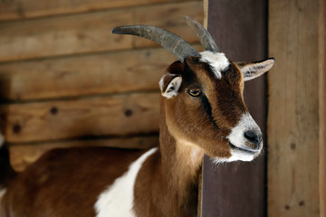 Portrait of female African pygmy goat on the farm