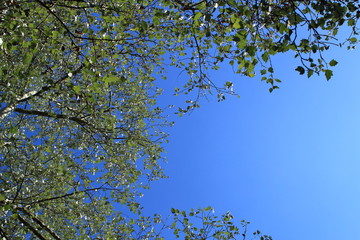 Blick in den Himmel - Baum und Himmel