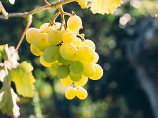 Sweet and tasty white grape bunch on the vine