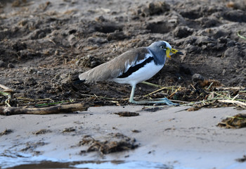 White Crowned Lapwing