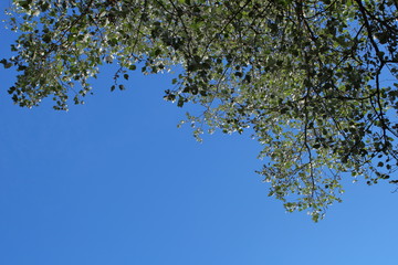 Blick in den Himmel - Baum und Himmel