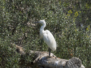 Egretta garzetta. L'aigrette garzette appelée aussi héron blanc.