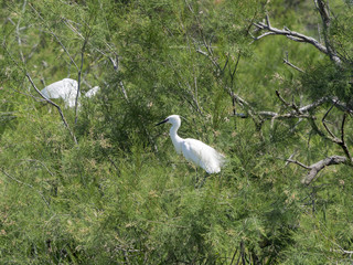 Egretta garzetta. L'aigrette garzette appelée aussi héron blanc.