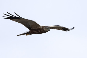 Western marsh harrier (Circus aeruginosus)