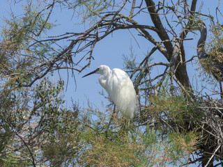 Egretta garzetta. L'aigrette garzette appelée aussi héron blanc.