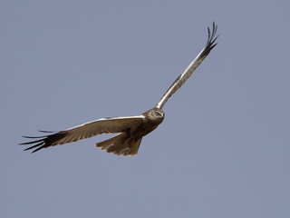 Western marsh harrier (Circus aeruginosus)