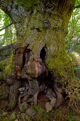 Old gnarled hollow tree with markings like a creepy face 