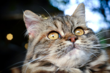 baby maine coon cat feeling