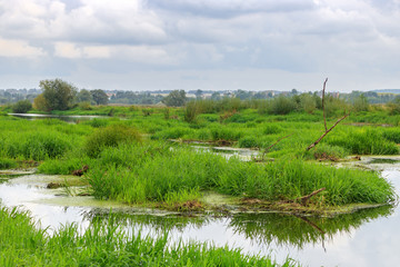 River surface on the background of green grass islands against sky with clouds at autumn day. River landscape