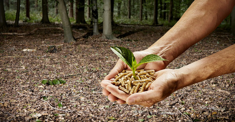 Man holding a seedling growing in wood pellets - obrazy, fototapety, plakaty