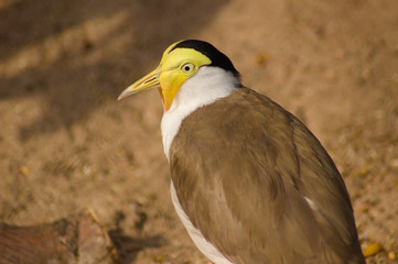 Great Masked lapwing