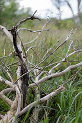 Branch in the field