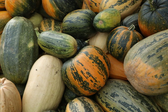 pumpikngs and melons
