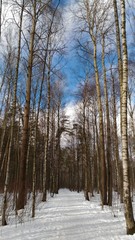 Fototapeta premium Snow-covered branches of trees and blue sky