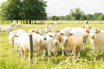 herd of charolais beef
