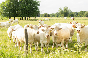 herd of charolais beef © mazolafoto