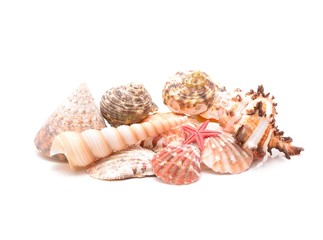 Starfish and seashells on white background
