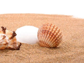 Seashells on a sandy background