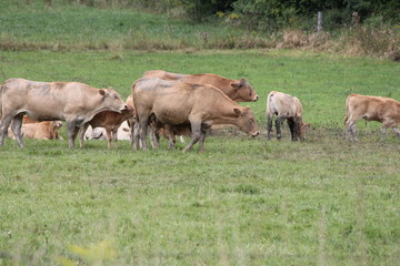 Light brown colored cows gathering in a small pasture at the end of summer.


